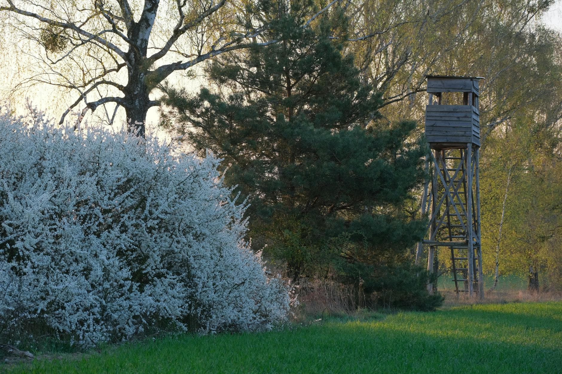 Ein blühender Strauch, ein grünes Feld, Nadelbäume und ein Hochsitz bei Abendsonne am Waldrand.