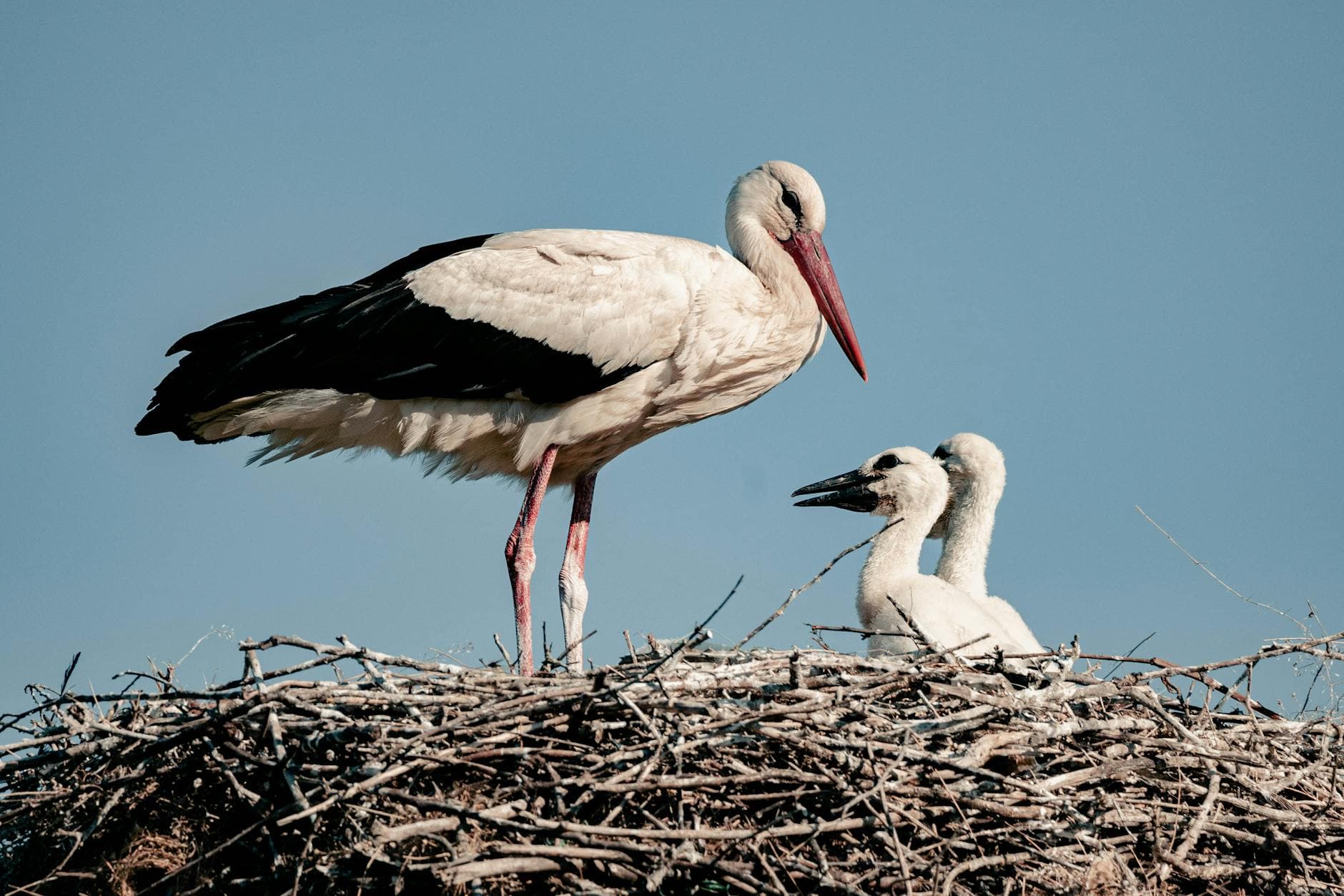 Weißstorch mit rotem Schnabel und Beinen steht im Nest bei zwei Jungstörchen mit dunklen Schnäbeln unter blauem Himmel.