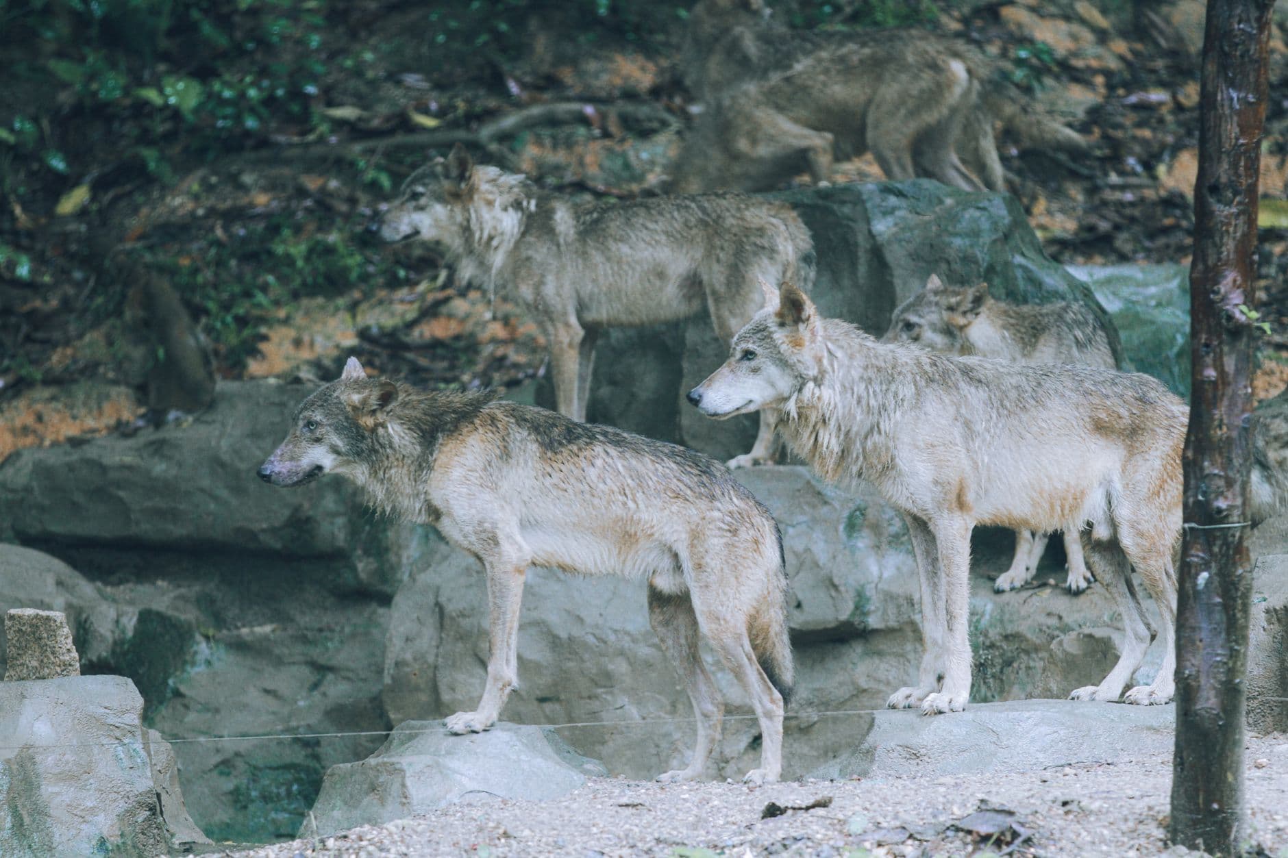 Wolfsrudel nahe mittelgroßer Städte bestätigt – Schafhalter warten auf Förderbescheide – Symbolbild